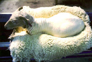 постриженная овца
