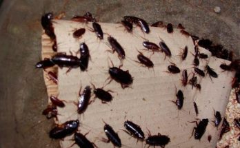 Самые эффективные ловушки для тараканов
