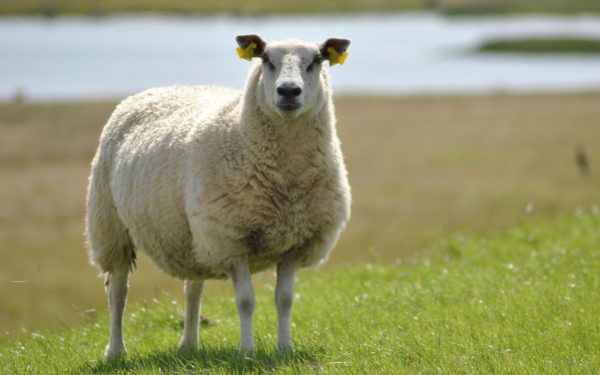 С профессиональными приспособлениями стригаль может обрабатывать до 35 овец в день